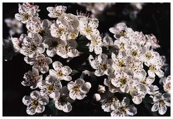 espino blanco